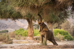 Namibia-Number-9
